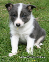 Slate Tricolour - Male, Medium coated, Border collie puppy